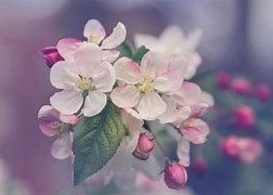 Image result for Flowers That Bloom Spring