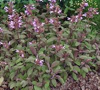 Image result for Salvia officinalis Purpurascens