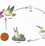 Image result for Animal Life Cycle