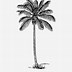 Image result for Coconut Palm Tree Clip Art Outline