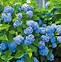 Image result for HYDRANGEA MACR. EARLY BLUE