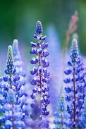 Image result for Things That Are Blue in Nature
