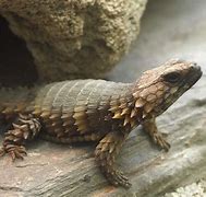 Image result for Armadillo Lizard Habitat