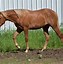 Image result for Yellow Dun Horse