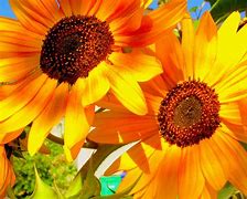 Image result for Sunflower Pinterest