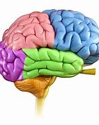 Image result for Anatomical Brain