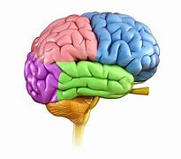 Image result for Free Drawing of Human Brain