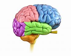 Image result for What Are the Parts of the Human Brain