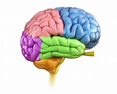 Image result for What Colar Are Human Brains