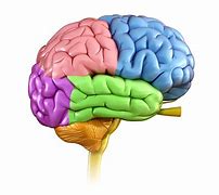 Image result for Brain Parts