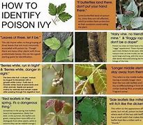 Image result for 5 Leaf Poison Ivy Plants