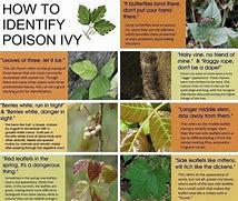 Image result for Poison Ivy Plant