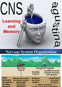 Image result for Neuroanatomy of Learning and Memory