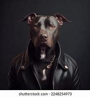 Image result for Pitbull Wearing Leather