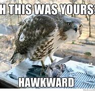 Image result for Hawk That's Sus Meme