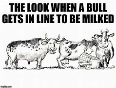 Image result for Dairy Cow Meme