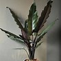 Image result for Indoor Plants with Purple Leaves