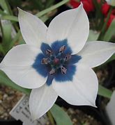 Tulipa humilis var. pulchella Albocaerulea Oculata Group 的图像结果