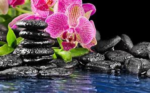 Image result for Orchid Zen Wallpaper