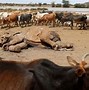 Image result for Kenya Cattle
