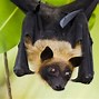 Image result for Fox Bat Big