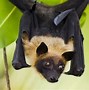 Image result for Giant Flying Fox Bat Anatomy