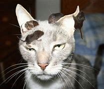 Image result for Funny Cat and Mouse