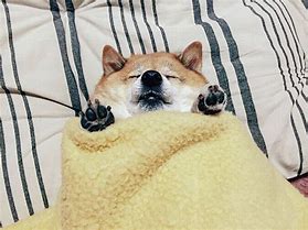 Image result for Dog Wrapped in Blanket Meme