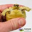 Image result for Baby Sulcata Tortoise