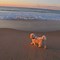 Image result for Morning Walk On Beach