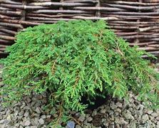Image result for Juniperus communis Green Carpet