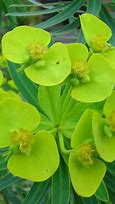 Image result for Euphorbia lathyris (MOLLENPLANT)