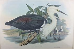 Image result for Ardea pacifica
