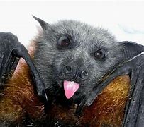 Image result for Fruit Bat Meme