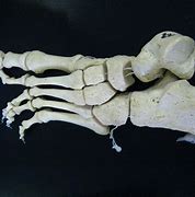 Image result for 36 Foot Skeleton