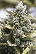 Image result for OG Kush Flowering Time