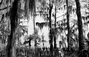 Image result for Why Do I Like the Swamp