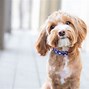 Image result for Small Sized Dog Breeds