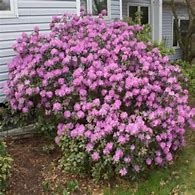 Image result for Pjm Rhododendron Size