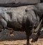 Image result for Toro Bravo Bull