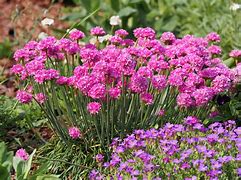 Image result for Armeria maritima Vernetu (Compact form)