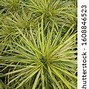 Image result for Plants with Long Thin Leaves