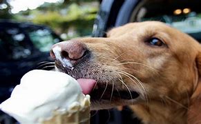 Image result for Eating Ice Cream Funny