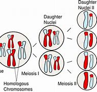 Image result for Mitosis Vs. Meiosis Simple