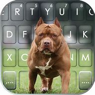 Image result for Pitbull Typing Keyboard