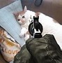 Image result for Cat with Gun Meme