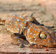 Image result for Gecko in Thailand