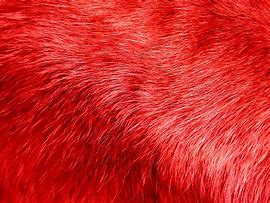 Image result for iPhone 5 Furry Case