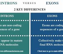 Image result for Introns vs Exons