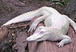Image result for Albino Alligator